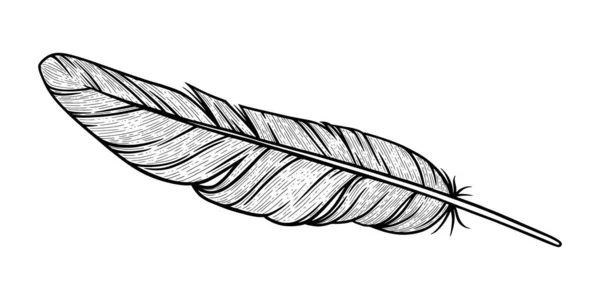 Bird feather sketch. Eagle decorative feather isolated in white background. Vector illustration — Stock Vector