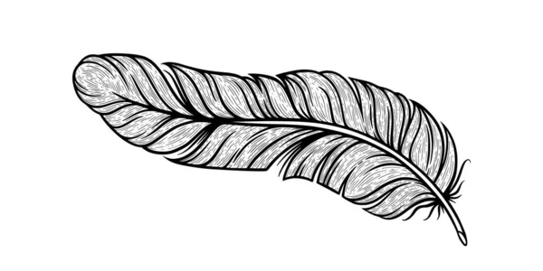 Esboço de penas de pássaro. Pena decorativa indiana isolada em fundo branco. Ilustração vetorial —  Vetores de Stock