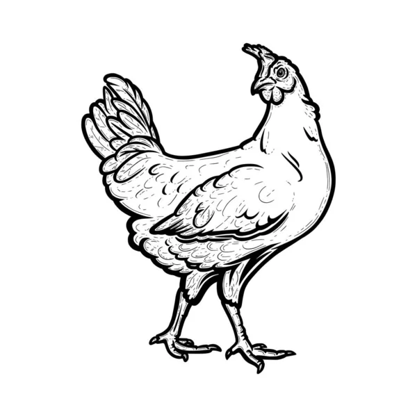 Realistisk höna eller kyckling beskrivs i vit bakgrund. Fri betande hönsfågel i hönsens runch. Vektorillustration — Stock vektor