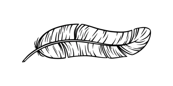 Φτερό πουλιού για μια πένα. Εικονογράφηση φτερών περίγραμμα για ένα σχέδιο τατουάζ. Εικονογράφηση διανύσματος — Διανυσματικό Αρχείο