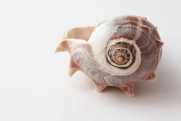 Shells of sea crustacea — Stock Photo, Image