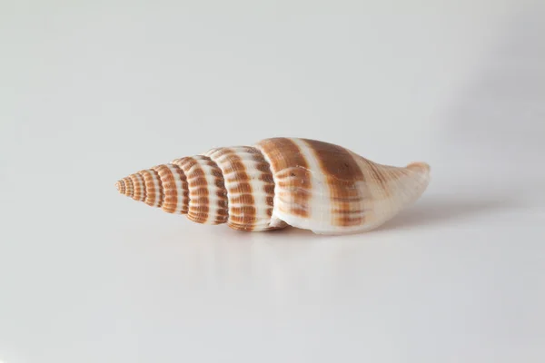 海洋甲壳动物的贝壳 — 图库照片