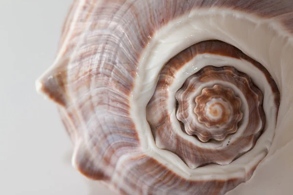 Conchiglie di crostacei marini — Foto Stock