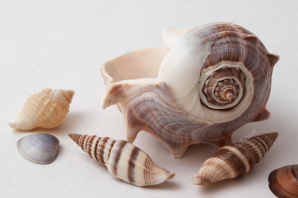 Shells of sea crustacean