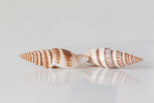 해양 갑각류의 껍질 — 스톡 사진