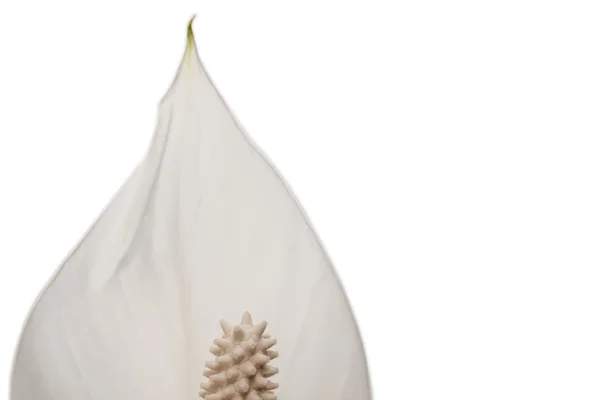 흰색 배경에 고립 된 흰 꽃 클로즈업 — 스톡 사진