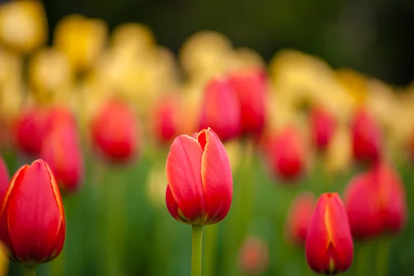 Bakgrund av röda och gula tulpaner — Stockfoto