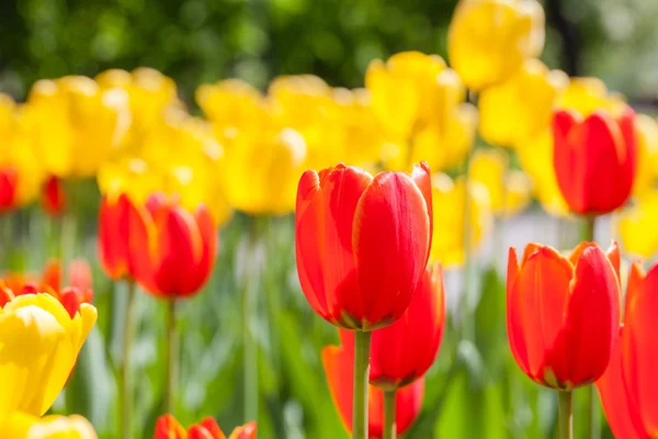 Фон из красных и желтых тюльпанов — стоковое фото