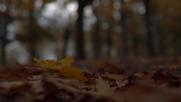 秋に鮮やかな倒木の葉の上に公園を歩く女性,足の手順 — ストック動画