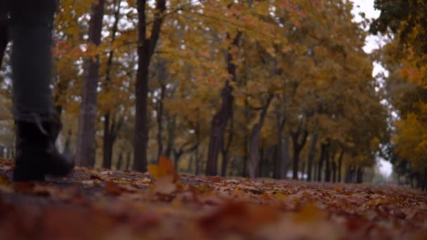 Жінка, що йде в осінньому парку, йде на відстань, впав листя ялинки — стокове відео