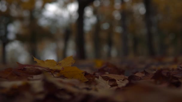 Žena kráčí v parku přes živě žluté padlé podzimní stromy listy na podzim, boty — Stock video