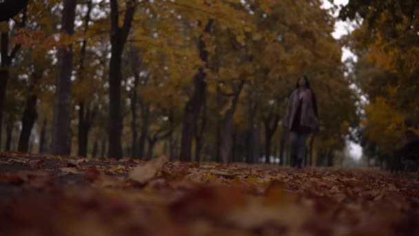 Atraktivní žena procházky v podzimním parku, padlé žluté listy na silnici — Stock video