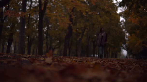 Frau spaziert im Park, Herbstabend im Freien, lebhafte fallende Blätter — Stockvideo