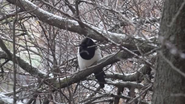 Burung murai duduk di cabang bersalju, bersalju musim dingin hari, pohon beku — Stok Video