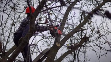 Ağaçtaki keresteci testere ile brunch 'ı kesiyor, teçhizatta ağaç kesiyor, tehlikeli işler yapıyor.