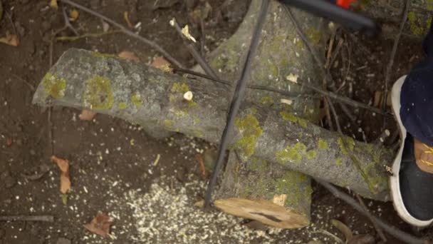 Лесоруб распиливает пиломатериалы бензопилой, вырубает деревья — стоковое видео