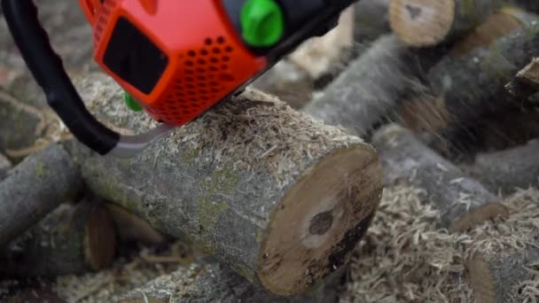 Sawing pohon log by chainsaw, serutan kayu terbang di sekitar, menebang pohon — Stok Video