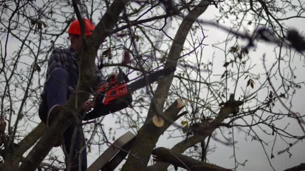 Arborista en madera aserrado brunch por motosierra, leñador en equipo, trabajo de peligro — Vídeo de stock