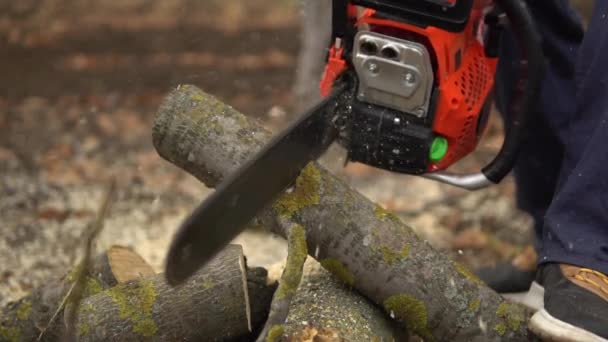 Sawing log by chainsaw in slow motion, wooden shavings flying around. Cut trees — Stock Video