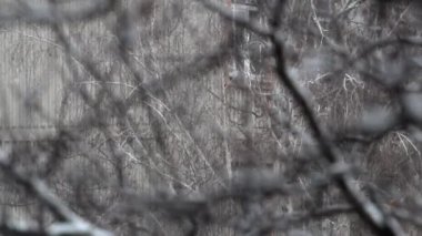 Ağır çekimde ağaca kar yağıyor. Kış karlı hava. Bulanık arkaplan