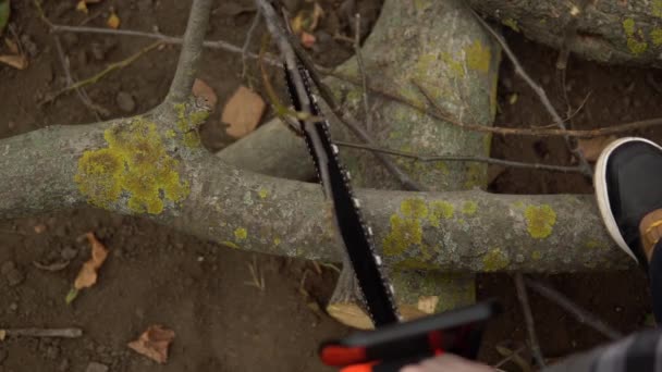 Madera cortando tronco de árbol por motosierra de cerca, el hombre se encarga del jardín — Vídeo de stock