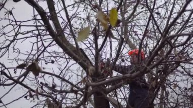 Ağaççı kuru dalları kesiyor, testereyle ceviz ağacı kesiyor.