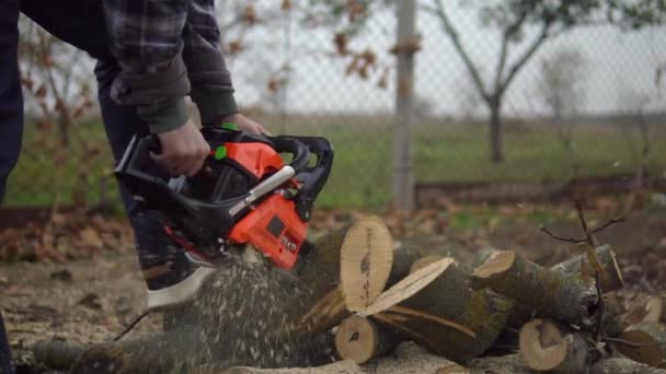 Logboek van walnoot zagen door kettingzaag, houten krullen rondvliegend in slow motion — Stockvideo