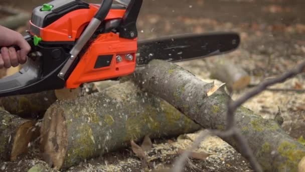 Lumberjack sawing tree by chainsaw, wooden shavings flying around in slow motion — Stock Video