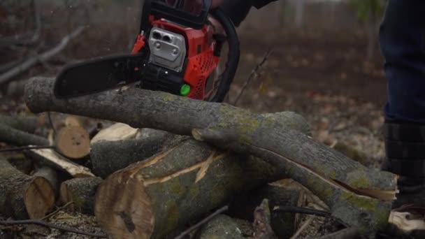 Lumberjack sawing walnut tree log with chainsaw, slowmo — Stock Video