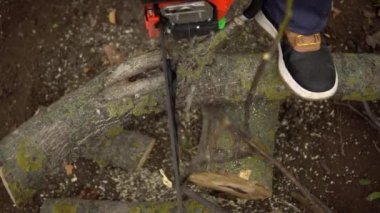 Elektrikli testere ile ağaç dalları kesme, ceviz ağacı kütüğü kesme