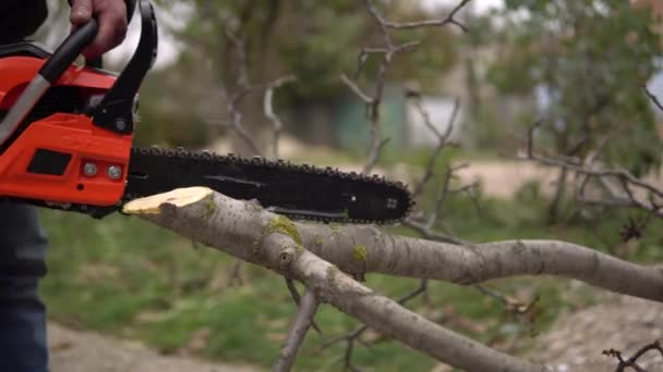 Man sawing walnut twigs with chainsaw — Stock Video