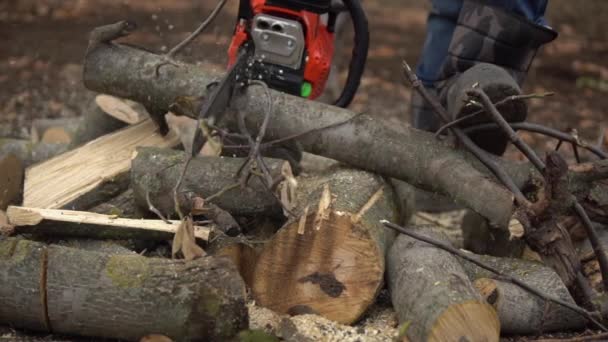 Sawing log with chainsaw in slow motion — Stock Video