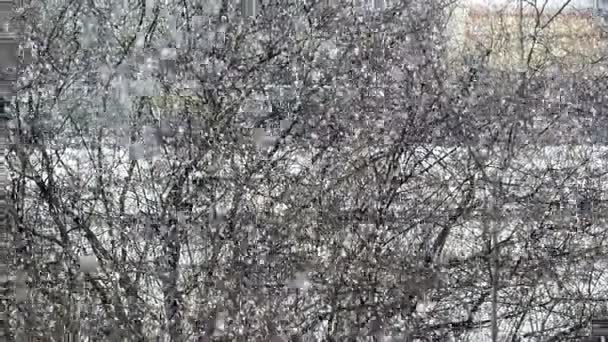 Queda de neve em um parque de inverno com árvores cobertas de neve, câmera lenta, filmado em 96fps — Vídeo de Stock