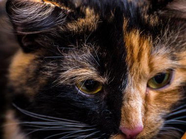 sepeti de küçük üç renk kedi 