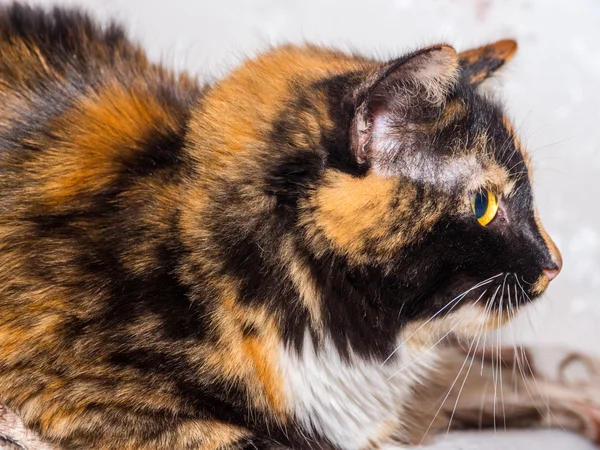 Belo gato tricolor — Fotografia de Stock