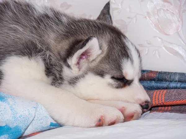 Siberiano husky cachorro con ojos azules —  Fotos de Stock