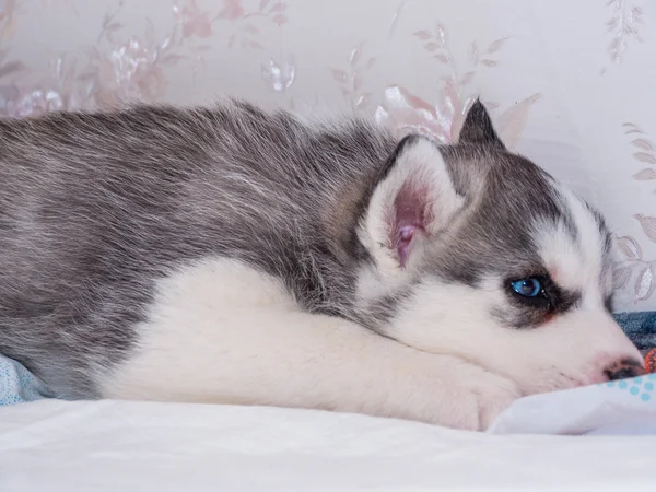 Cachorrinho husky siberiano com olhos azuis — Fotografia de Stock