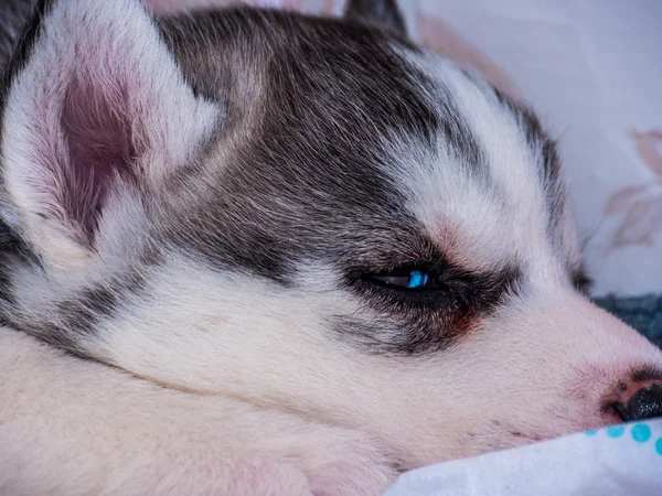 Siberian husky szczeniaka z niebieskimi oczami — Zdjęcie stockowe