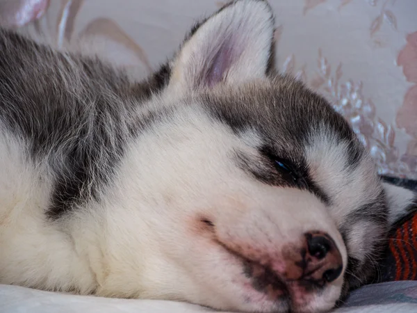 Cachorrinho husky siberiano com olhos azuis — Fotografia de Stock