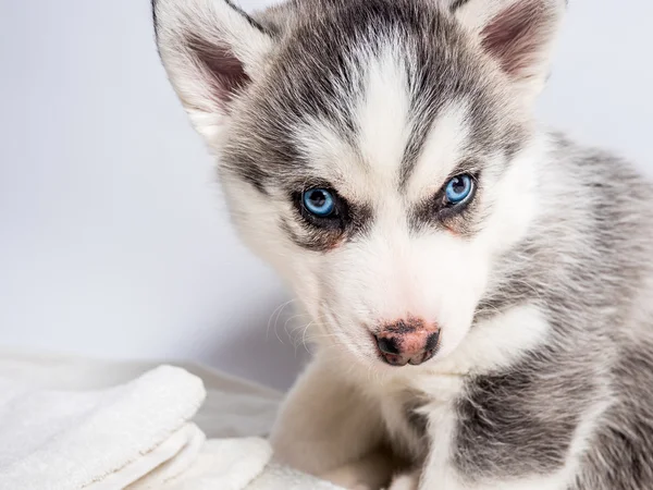 Sibirischer Husky Welpe mit blauen Augen — Stockfoto