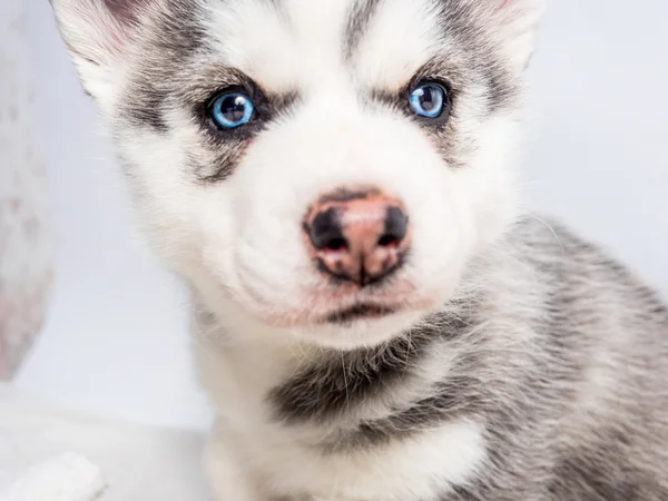 Siberian husky szczeniaka z niebieskimi oczami — Zdjęcie stockowe