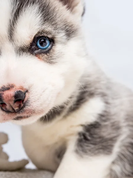 Siberian husky szczeniaka z niebieskimi oczami — Zdjęcie stockowe