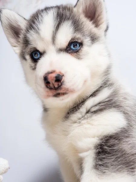 Siberian husky szczeniaka z niebieskimi oczami — Zdjęcie stockowe