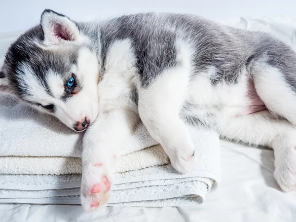 Cucciolo husky siberiano con gli occhi azzurri — Foto Stock