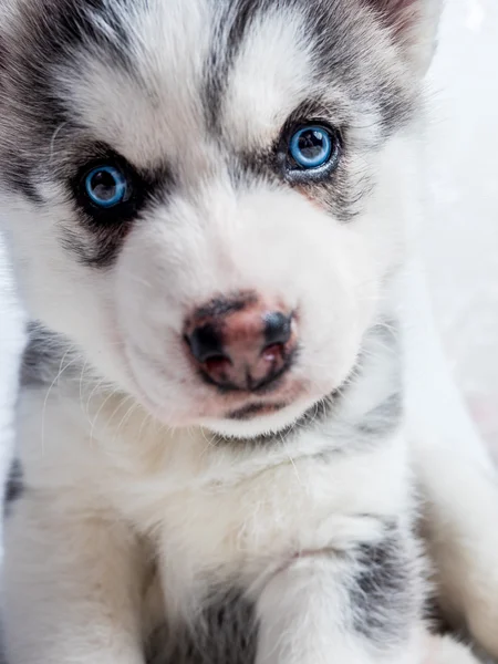 Sibirischer Husky Welpe mit blauen Augen — Stockfoto