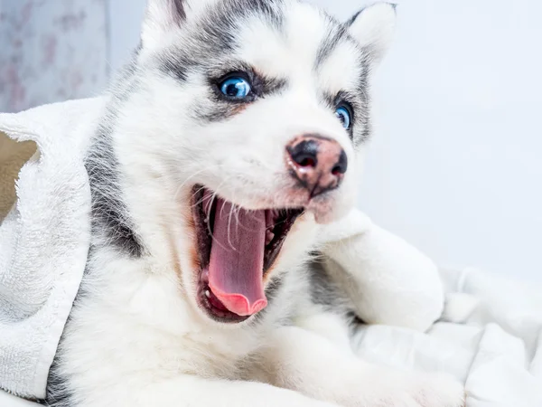 Siberiano husky cachorro con ojos azules —  Fotos de Stock