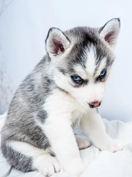 Siberiano husky cachorro con ojos azules —  Fotos de Stock