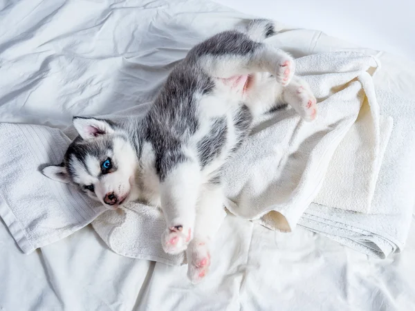 Siberiano husky cachorro con ojos azules —  Fotos de Stock