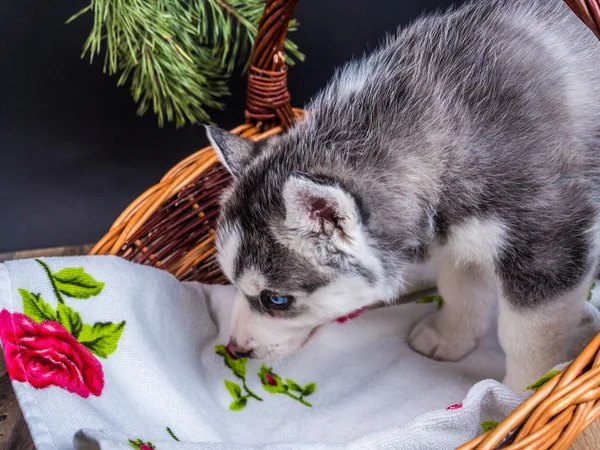 Siberian husky szczeniaka z niebieskimi oczami — Zdjęcie stockowe