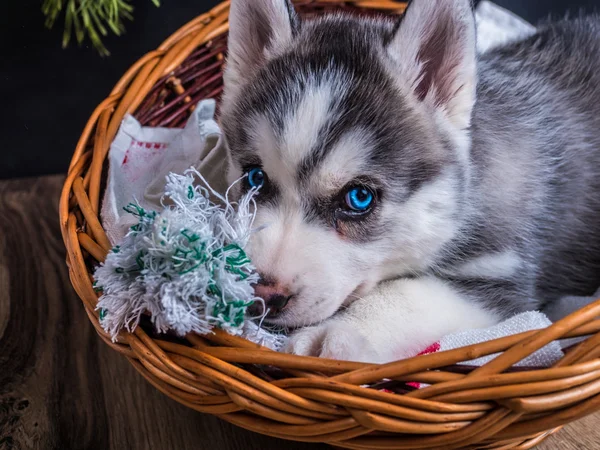 Siberian husky szczeniaka z niebieskimi oczami — Zdjęcie stockowe